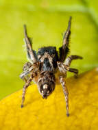 Image of Habronattus coecatus (Hentz 1846)