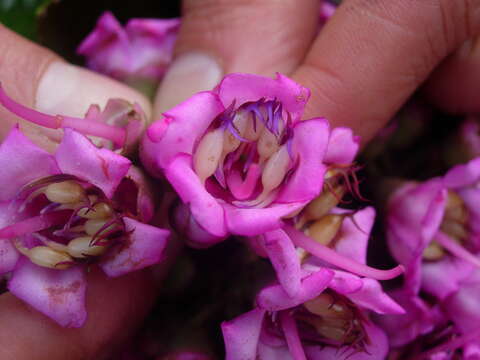 Image of Meriania macrophylla (Benth.) Triana