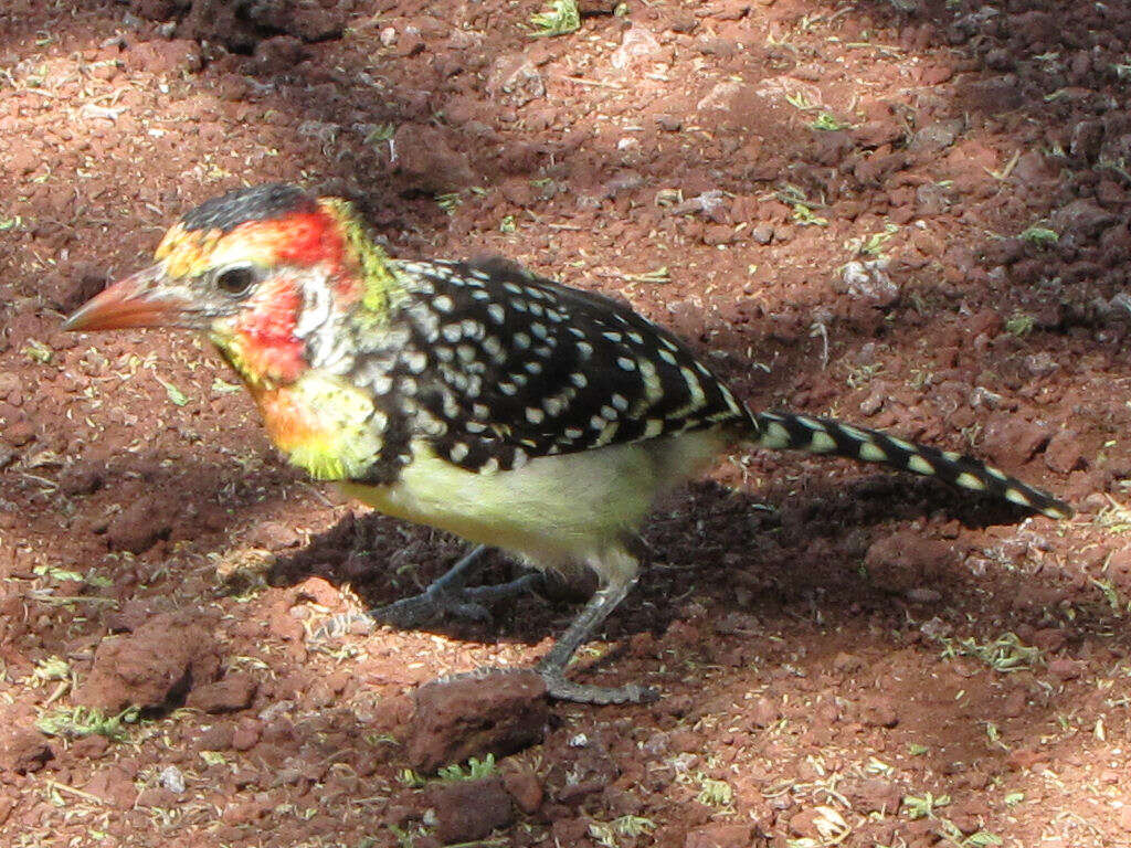 Image of Red-and-yellow Barbet