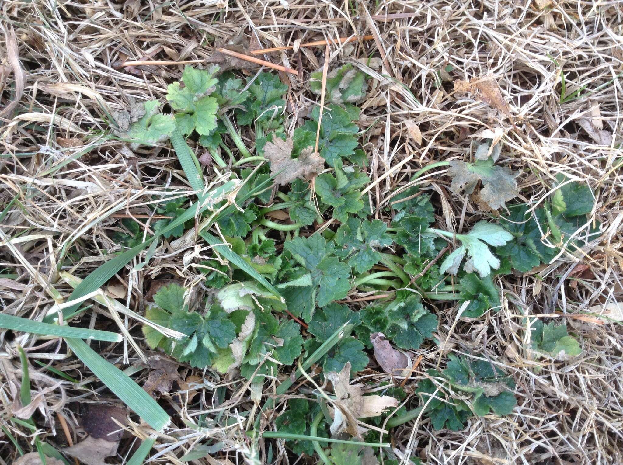 Ranunculus bulbosus L.的圖片