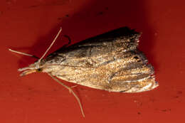 Image of <i>Glaucocharis chrysochyta</i>