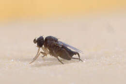 Image of Fire Ant Decapitating Flies