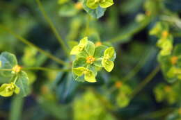 Image of Euphorbia pekinensis Rupr.