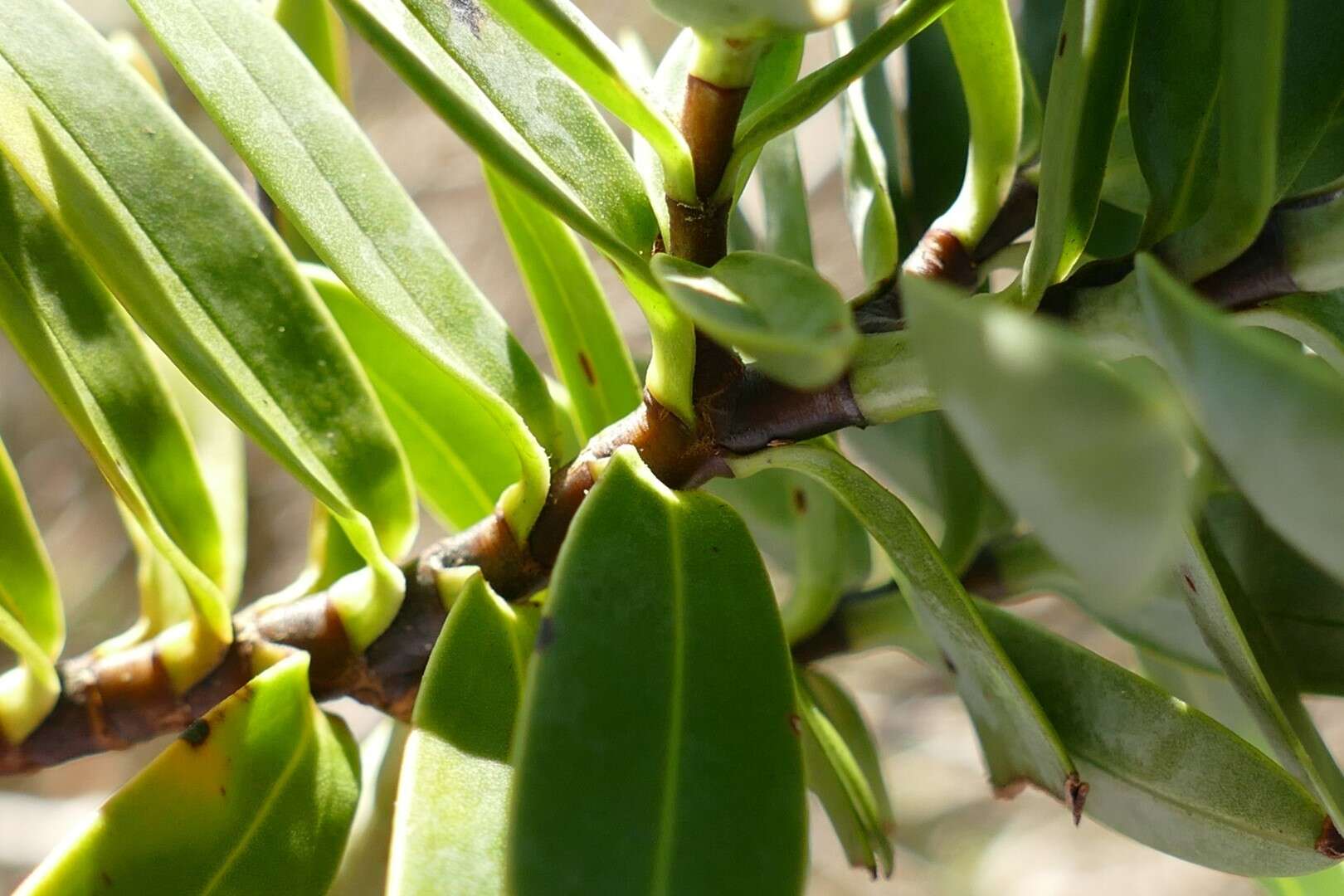 Image of Veronica albicans Petrie