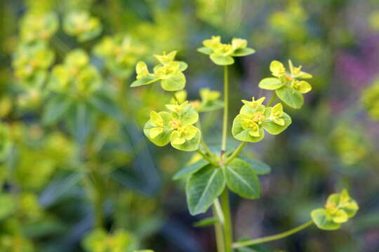 Image of Euphorbia pekinensis Rupr.