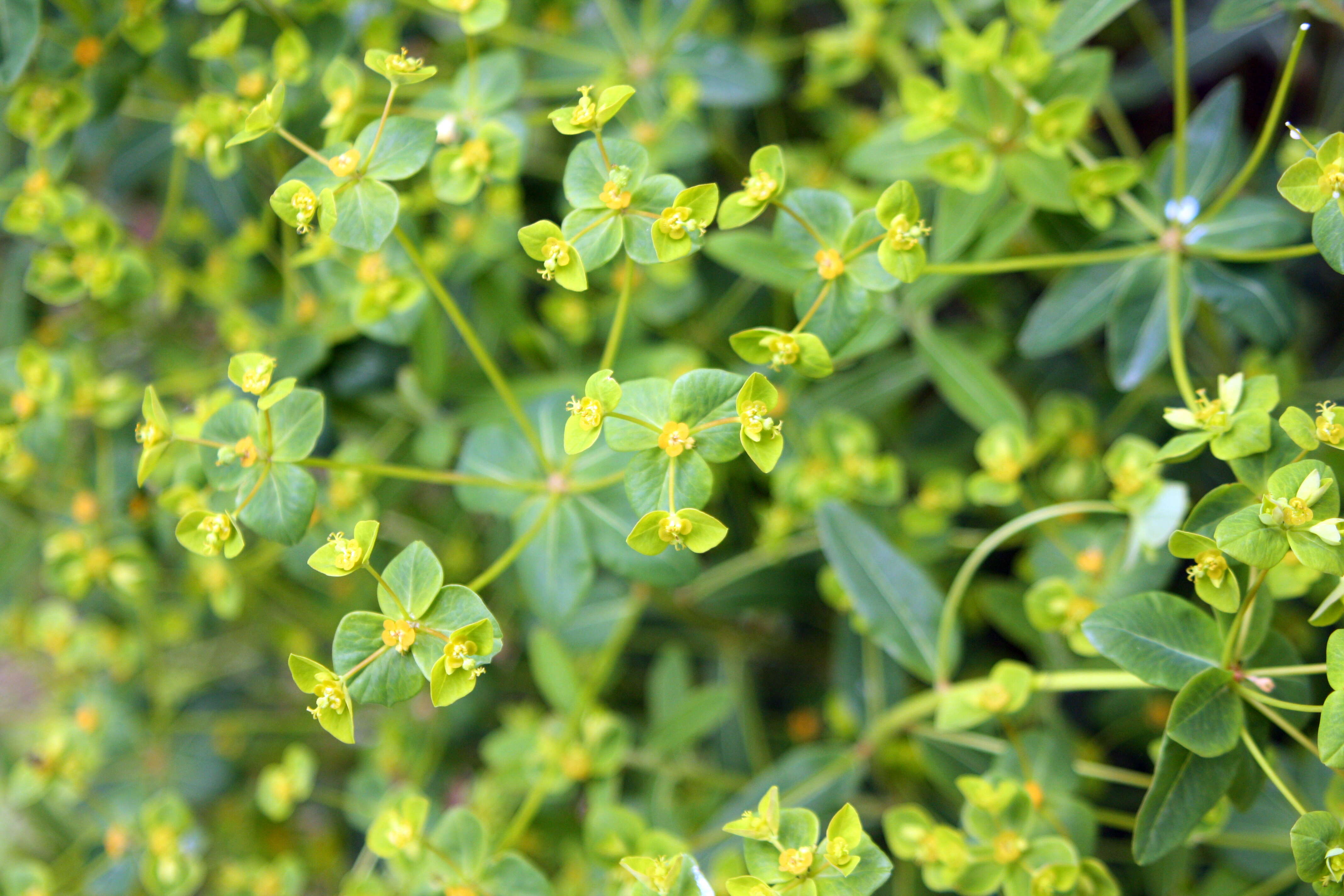 Image of Euphorbia pekinensis Rupr.