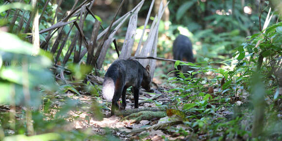 Image of Short-eared Dogs