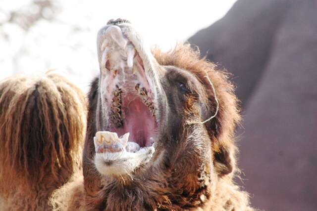 Image of Bactrian camel