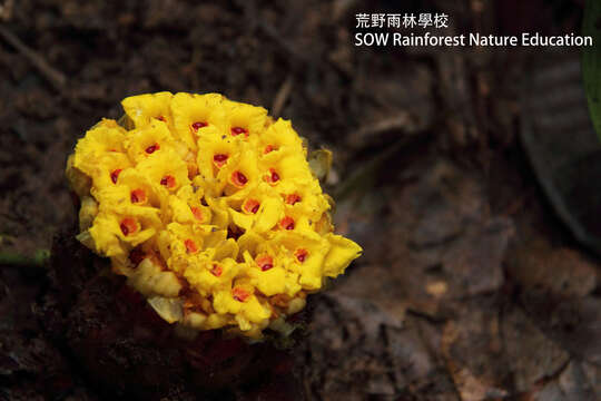 Imagem de Etlingera fimbriobracteata (K. Schum.) R. M. Sm.