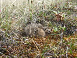 Imagem de Rhododendron adamsii Rehder