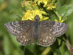 Image of Persius Duskywing