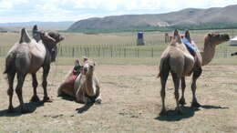 Image of Bactrian camel