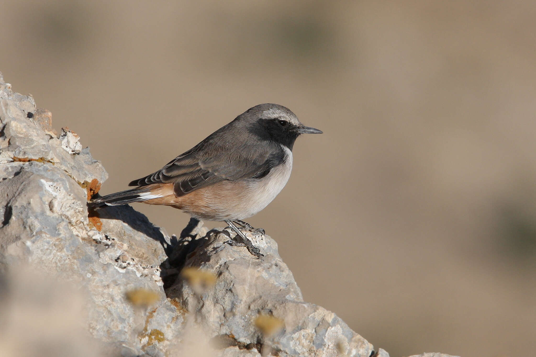 Image of Kurdish Wheatear