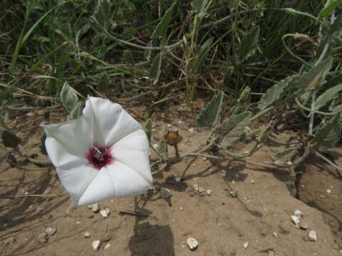 Image de Convolvulus carrii B. L. Turner