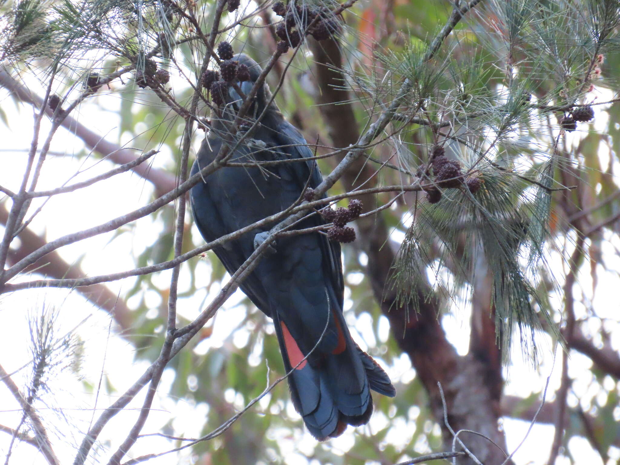 Image of Calyptorhynchus lathami lathami (Temminck 1807)