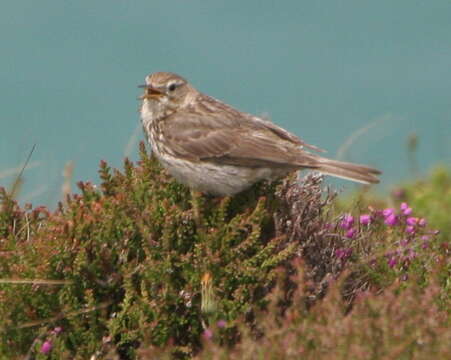 Imagem de Anthus pratensis (Linnaeus 1758)