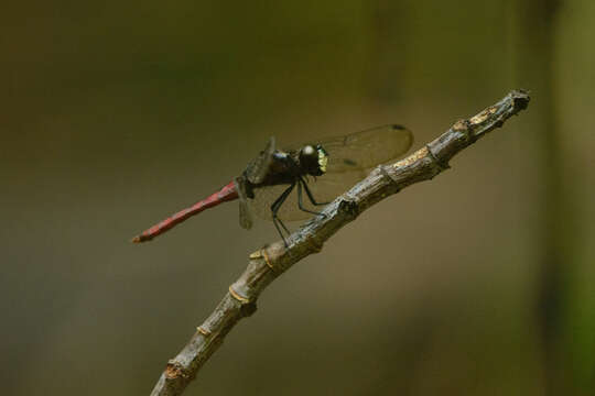 Image of Lyriothemis cleis Brauer 1868