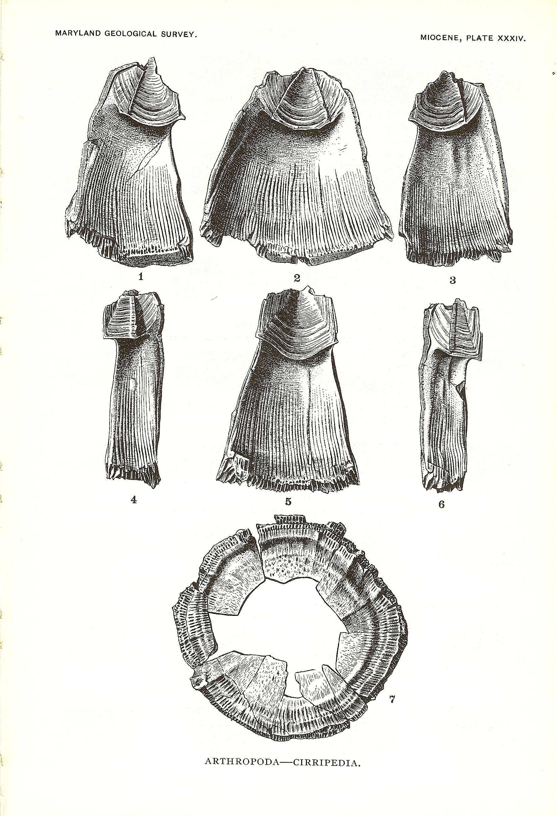 Image of Sessilia Lamarck 1818