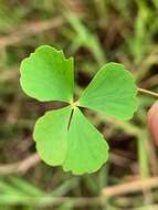 Plancia ëd Marsilea hirsuta R. Br.