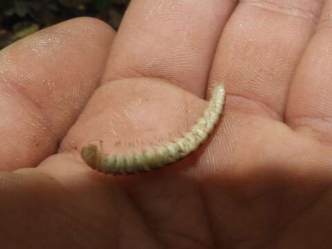 Plancia ëd Nannaria cingulata