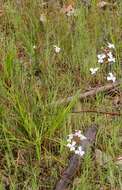 Image of Stylidium affine Sonder