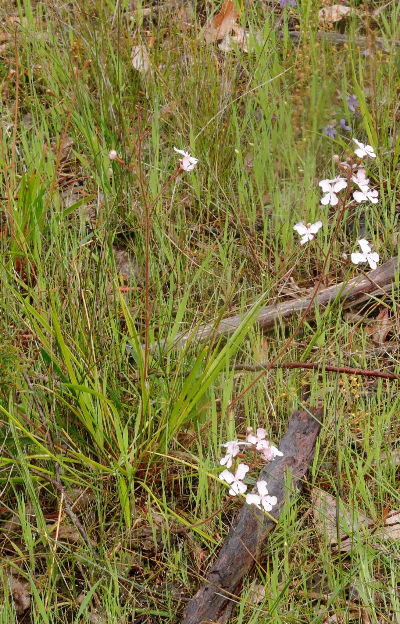 Image of Stylidium affine Sonder