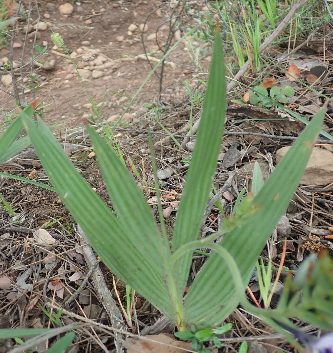 Image of Babiana fragrans (Jacq.) Steud.