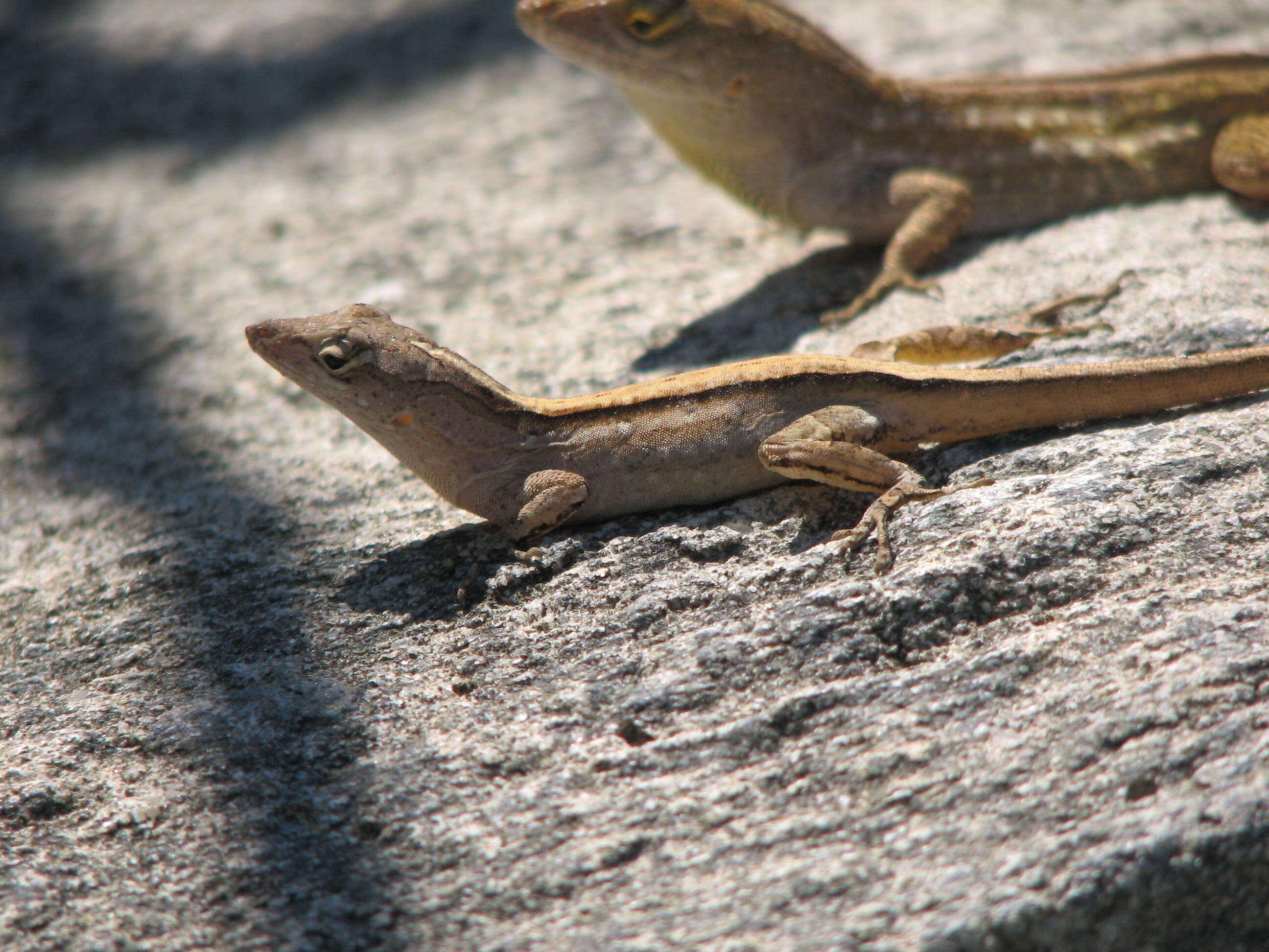 Image of Bahaman brown anole