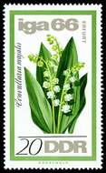 Image of convallaria