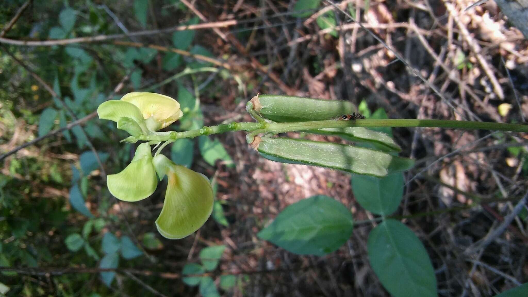 Plancia ëd Vigna luteola (Jacq.) Benth.