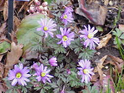 Image of Balkan Anemone