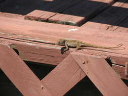 Image of Bahaman brown anole