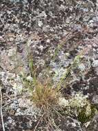 Image of rough bentgrass