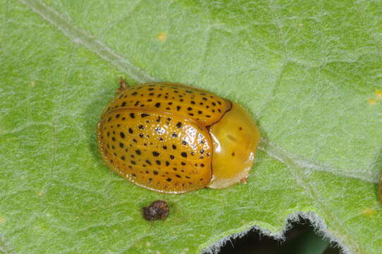 Image of Chelymorpha reimoseri Spaeth 1928