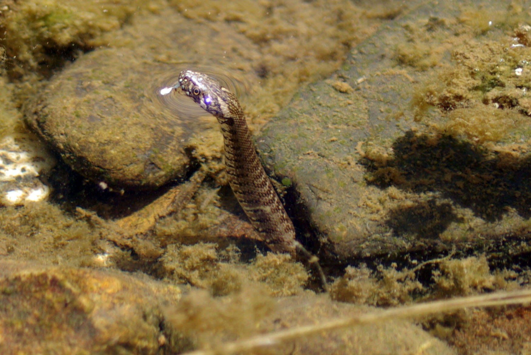 Image of Viperine Snake