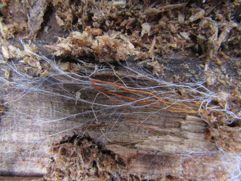 Image of Trechispora hymenocystis (Berk. & Broome) K. H. Larss. 1994