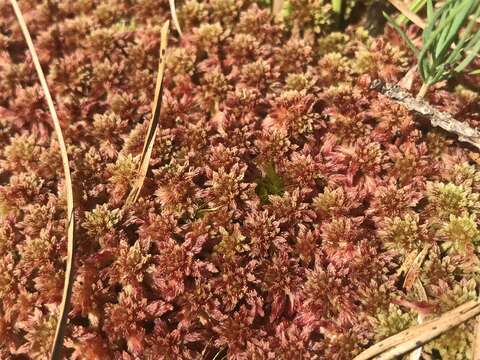 Image of Magellan's Sphagnum