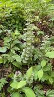 Слика од Ajuga pseudopyramidalis Schur