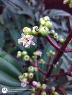 Miconia oinochrophylla Donn. Sm. resmi