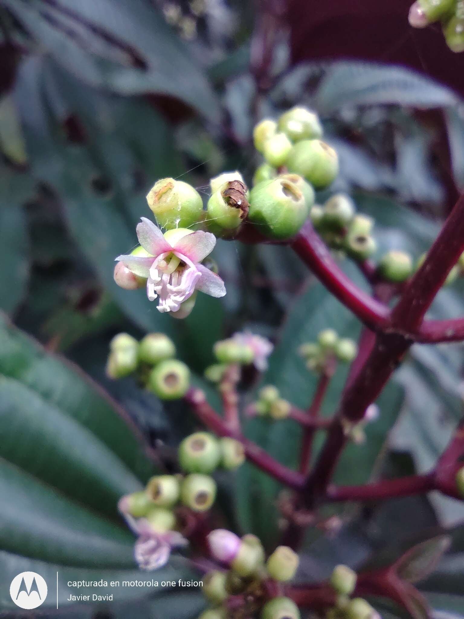 Miconia oinochrophylla Donn. Sm. resmi