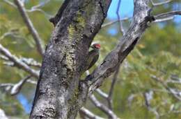 Image of Green-backed Woodpecker