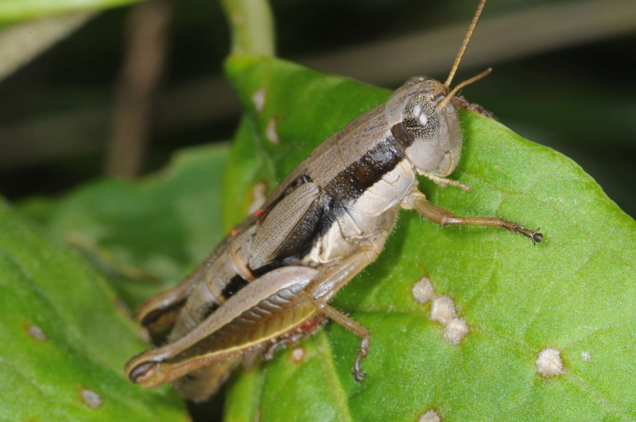 Image of Scotussa brachyptera Cigliano & Ronderos 1994