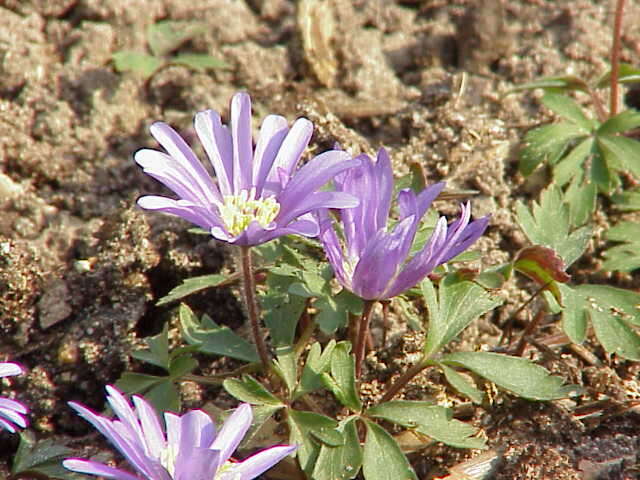 Image of Balkan Anemone