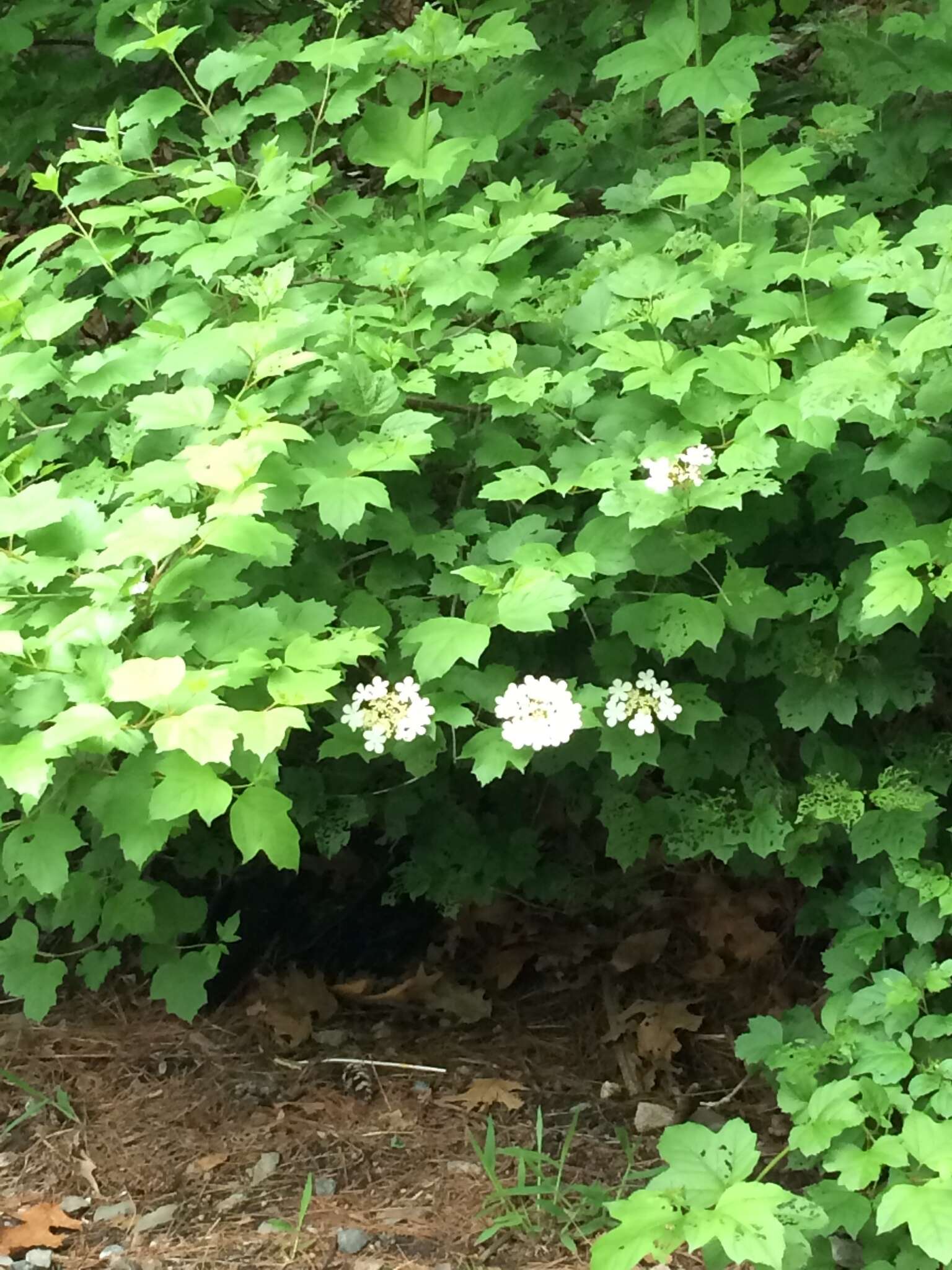 Imagem de Viburnum opulus var. americanum (P. Mill.) Ait.