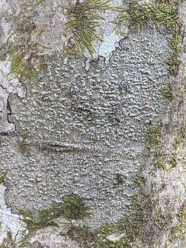 Image of wart lichen