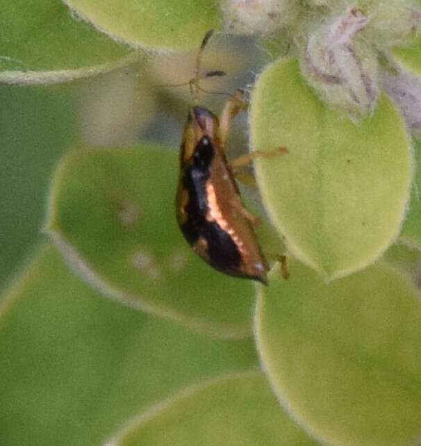 Image of Mottled Tortoise Beetle