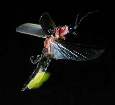 Image of common eastern firefly