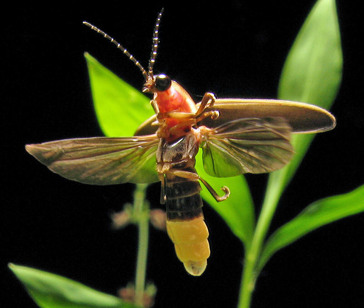 Image of common eastern firefly