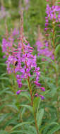 Image of Narrow-Leaf Fireweed