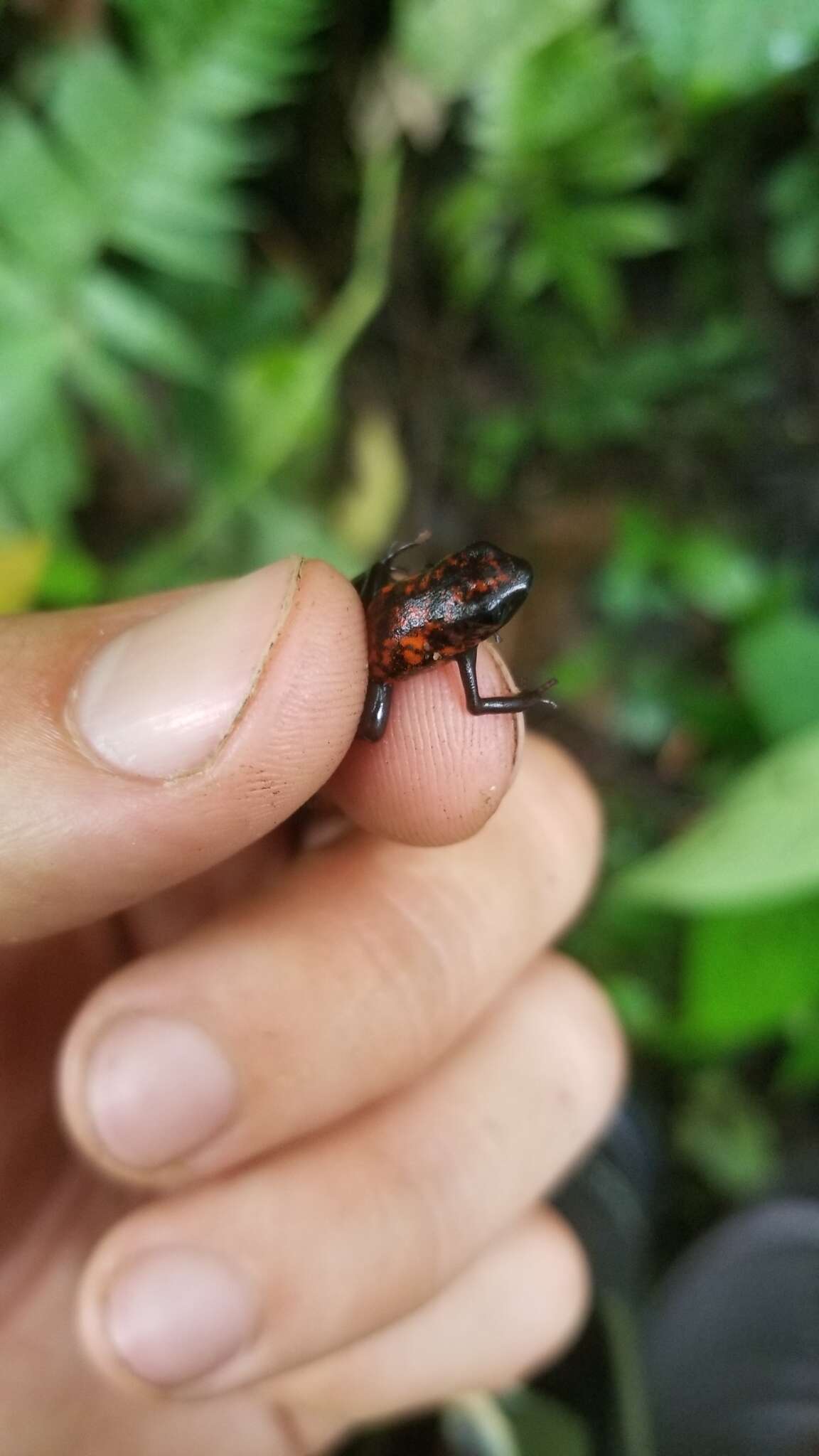 Image of Pichincha poison frog